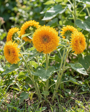 Sunflower Sungold Dwarf Double Flowered (Helianthus annuus) – annual flower seeds from SeedsChoice