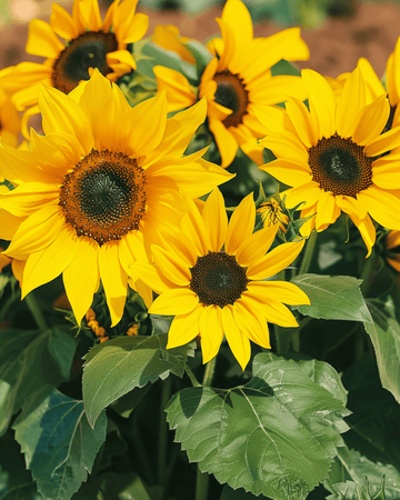 Nasiona słonecznika Pacino (Helianthus annuus) – jednoroczny kwiat