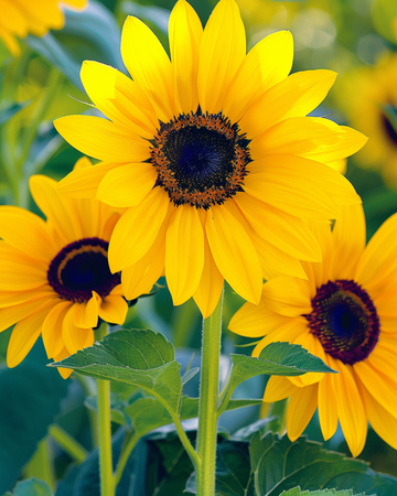 Nasiona słonecznika Stella (Helianthus debilis) – jednoroczny kwiat