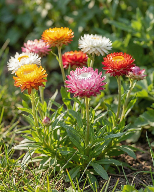 Słomkwiat Tom Thumb karłowy (Helichrysum bracteatum) – nasiona kwiatów jednorocznych od SeedsChoice