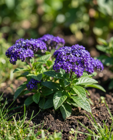 Heliotropium Marine (Heliotropium arborescens) – nasiona kwiatów jednorocznych od SeedsChoice