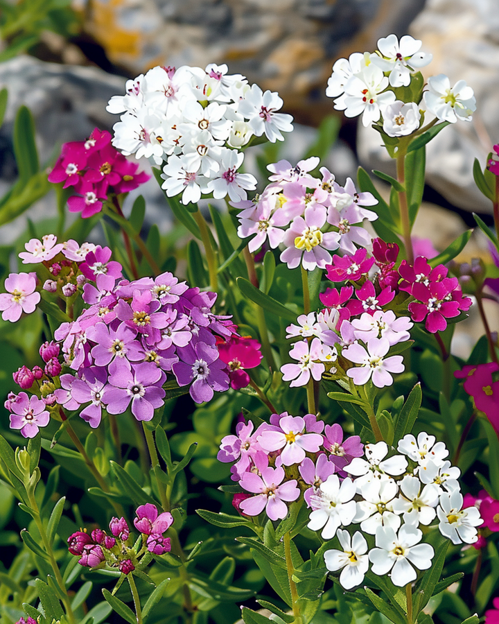 Nasiona ubiorka Mixed (Iberis umbellata) – mieszanka jednoroczna