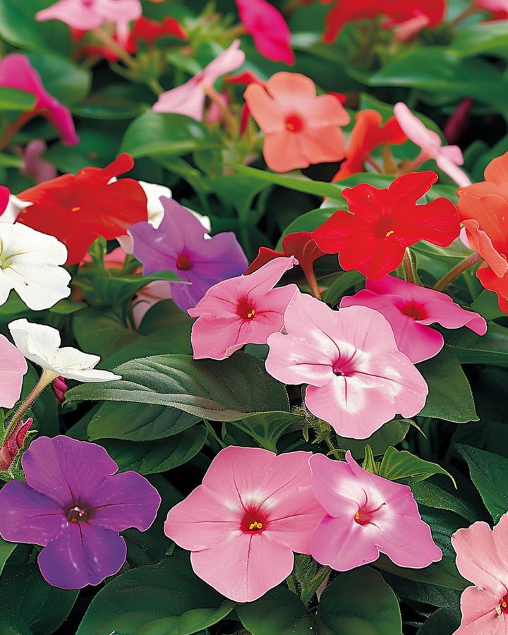 Nasiona niecierpka Baby Mixed do ogrodu cieniowego (Impatiens walleriana) – kwiat jednoroczny