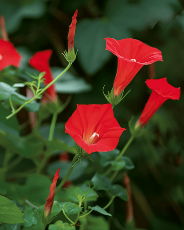 Nasiona powojnika kardynalskiego czerwonego (Ipomoea quamoclit) – jednoroczna pnącz