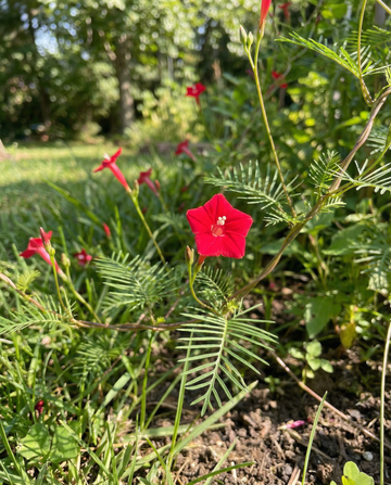 Powojnik kardynalski czerwony (Ipomoea quamoclit) – nasiona jednorocznej pnącej rośliny od SeedsChoice