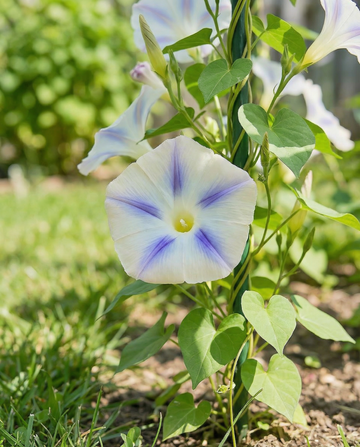Wilec Milky Way (Ipomoea tricolor) – nasiona jednorocznej rośliny pnącej od SeedsChoice