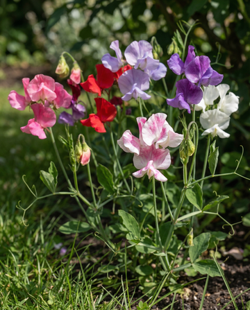 Groszek pachnący Bijou Mixed (Lathyrus odoratus) – nasiona jednorocznych kwiatów od SeedsChoice