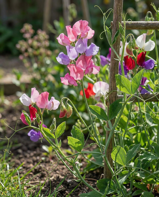 Groszek pachnący Colorama Mixed (Lathyrus odoratus) – nasiona jednorocznych kwiatów od SeedsChoice