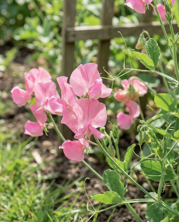 Sweet Pea Royal Family Pink (Lathyrus odoratus) – nasiona jednorocznego kwiatu od SeedsChoice