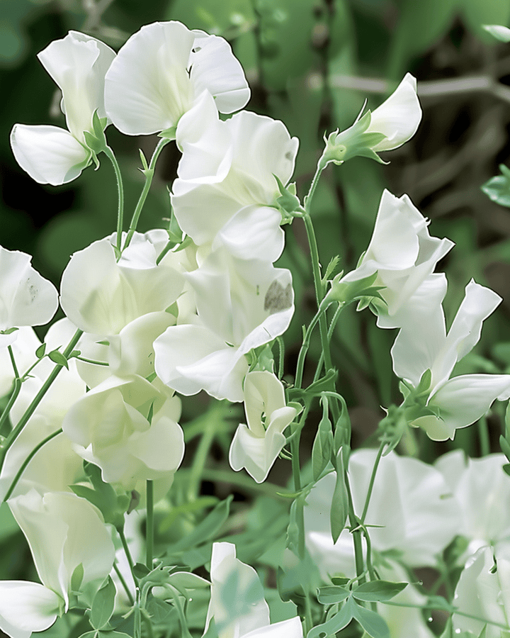 Nasiona Sweet Pea Royal Family White (Lathyrus odoratus) – jednoroczny kwiat