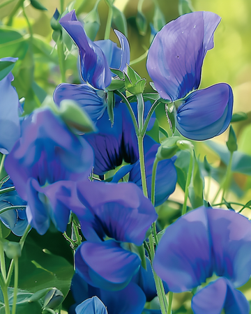 Nasiona Sweet Pea Royal Family Blue Climbing (Lathyrus odoratus) – jednoroczna roślina pnąca