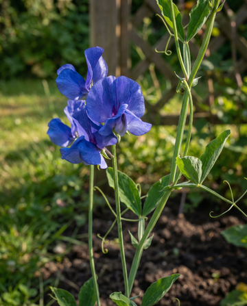 Sweet Pea Royal Family Blue Climbing (Lathyrus odoratus) – nasiona jednorocznej rośliny pnącej od SeedsChoice