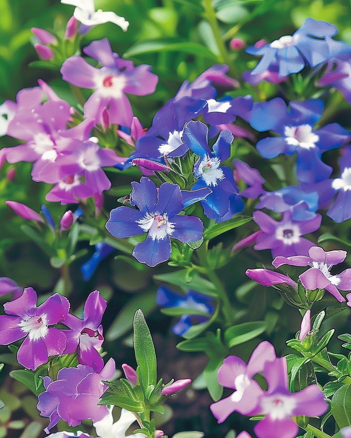 Nasiona String Of Pearls Mixed (Lobelia erinus) – jednoroczna mieszanka