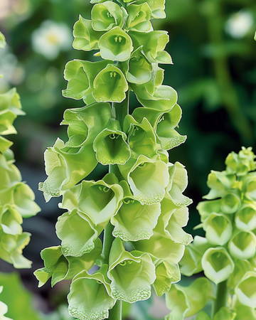 Nasiona dzwonków irlandzkich ciętych (Moluccella laevis) – kwiaty jednoroczne