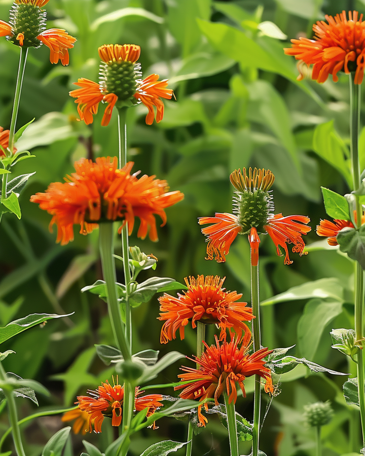 Nasiona Leonotis nepetifolia Pomarańczowe Kwiaty (Leonotis nepetifolia) – kwiat jednoroczny