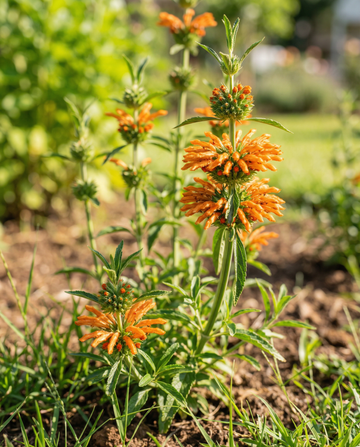 Leonotis nepetifolia Pomarańczowe Kwiaty (Leonotis nepetifolia) – nasiona rocznych kwiatów od SeedsChoice