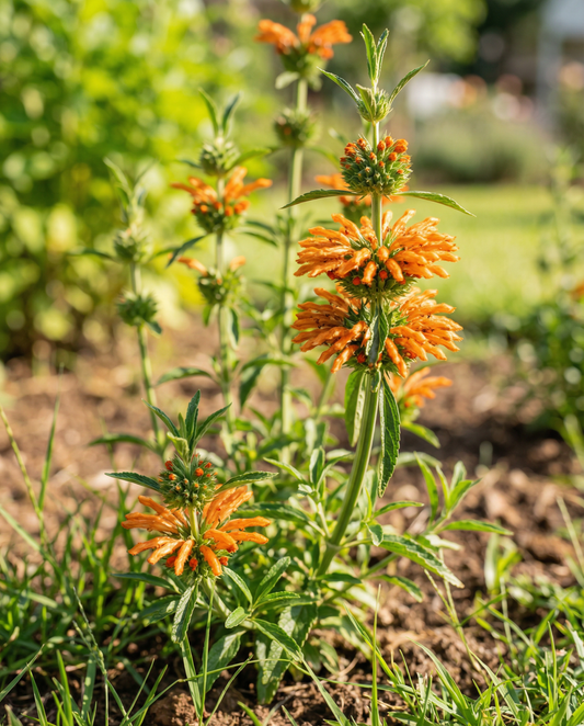 Leonotis nepetifolia Pomarańczowe Kwiaty (Leonotis nepetifolia) – nasiona rocznych kwiatów od SeedsChoice