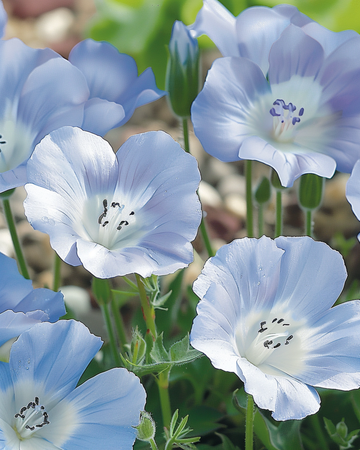 Nasiona Baby Blue Eyes Sky Ground Cover (Nemophila menziesii) – roślina jednoroczna