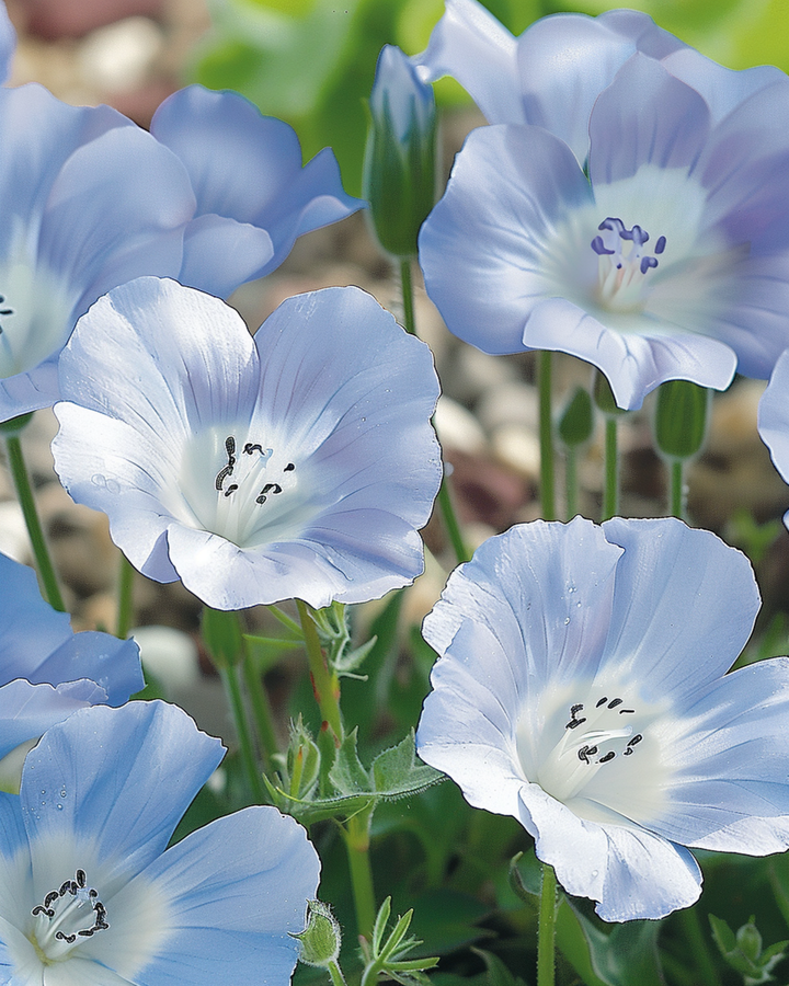 Baby Blue Eyes Sky Ground Cover seeds (Nemophila menziesii) – annual
