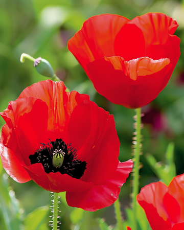 Nasiona maku tulipanowego (Papaver glaucum) – jednoroczny kwiat