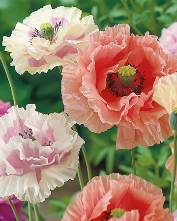Nasiona mieszanki kolorów (Papaver paeoniflorum) – jednoroczna mieszanka