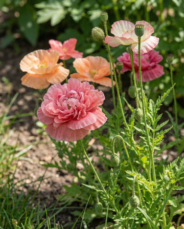Mieszanka kolorów (Papaver paeoniflorum) – nasiona jednorocznej mieszanki od SeedsChoice