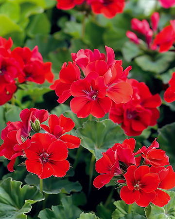Nasiona pelargonii Mustang F1 (Pelargonium zonale) – roślina jednoroczna