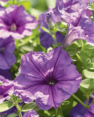 Nasiona Raadsheer (Petunia hybrida) – kwiat jednoroczny