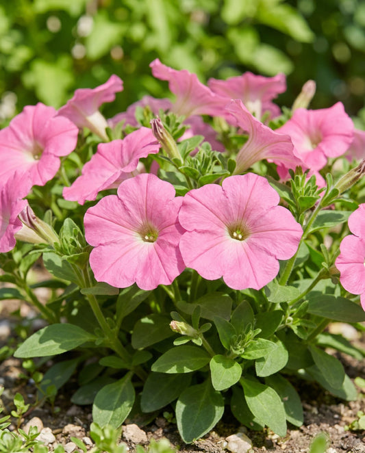 Rose Of Heaven Pink (Petunia hybrida) – nasiona roślin jednorocznych od SeedsChoice