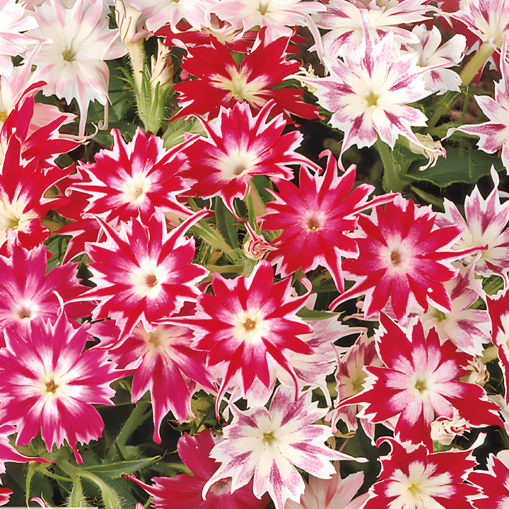 Nasiona Starphlox (Phlox drummondii) – mieszanka jednoroczna
