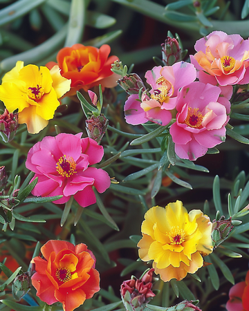 Nasiona Double Mixed Rock Garden (Portulaca grandiflora) – kwiat jednoroczny