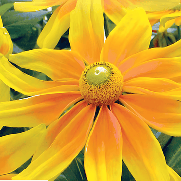 Nasiona jeżówki Prairie Sun (Rudbeckia hirta) – kwiat jednoroczny