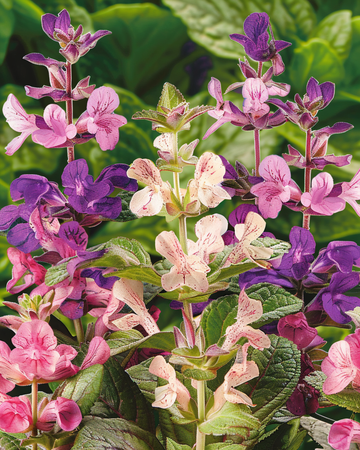 Nasiona Clary Cut Mix (Salvia horminum) – kwiat jednoroczny