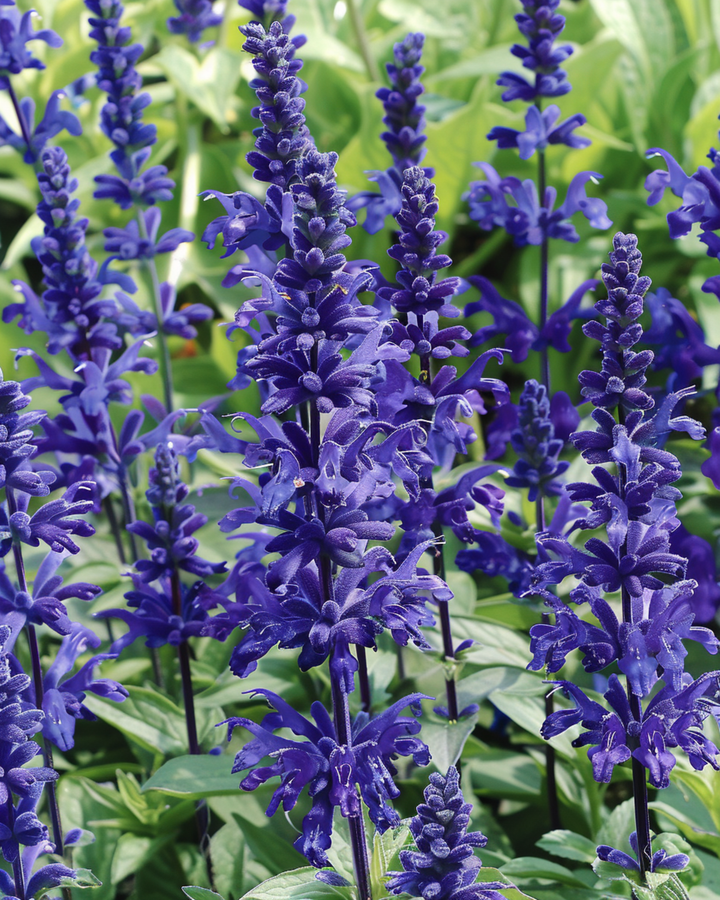Victoria seeds (Salvia farinacea) – annual