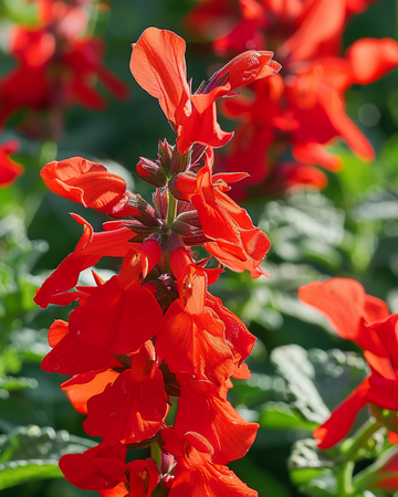 Nasiona St. John's Fire (Salvia splendens) – kwiat jednoroczny