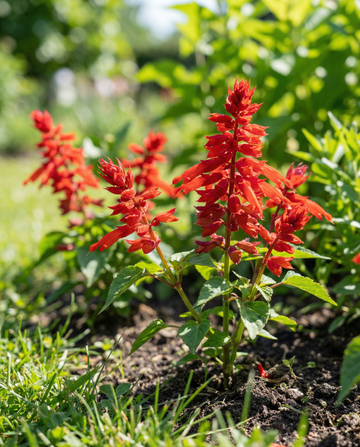 St. John's Fire (Salvia splendens) – nasiona jednorocznych kwiatów od SeedsChoice