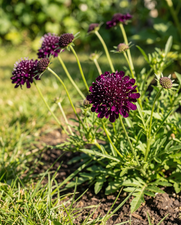Nasiona główkownicy ciemnopurpurowej (Scabiosa atropurpurea) – jednoroczne kwiaty od SeedsChoice