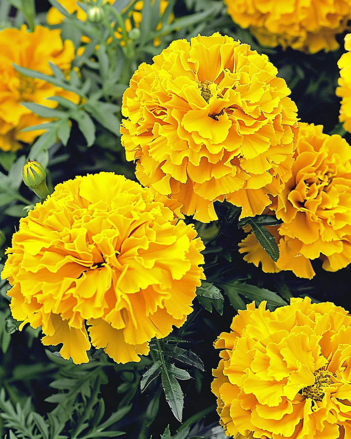 Nasiona aksamitki wzniesionej Yellow Supreme (Tagetes erecta) – kwiat jednoroczny