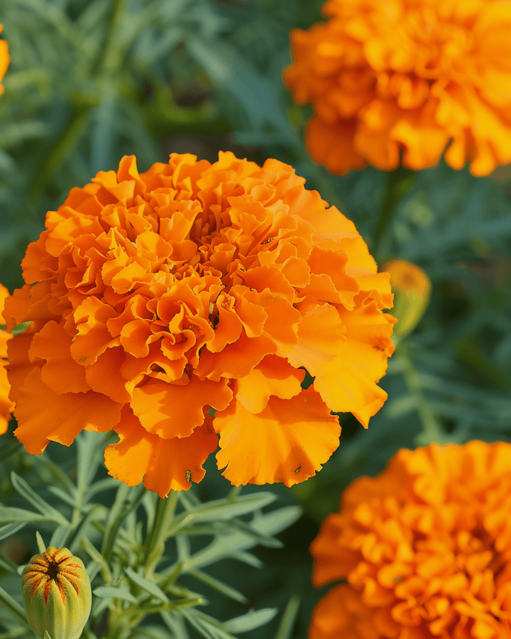 Nasiona aksamitki afrykańskiej Hawaii Orange (Tagetes erecta) – roślina jednoroczna