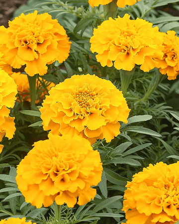Nasiona aksamitki afrykańskiej Golden Age karłowej (Tagetes erecta) – roślina jednoroczna