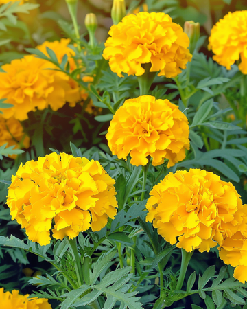 Nasiona aksamitki rozpierzchłej Petite Yellow (Tagetes patula) – kwiat jednoroczny