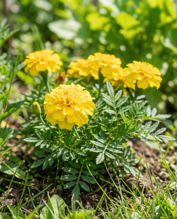Aksamitka rozpierzchła Petite Yellow (Tagetes patula) – nasiona kwiatów jednorocznych od SeedsChoice