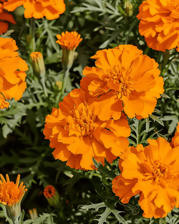 French Marigold Tangerine seeds (Tagetes patula) – annual flower