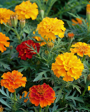 Nasiona aksamitki francuskiej Bonita Mix (Tagetes patula) – kwiat jednoroczny