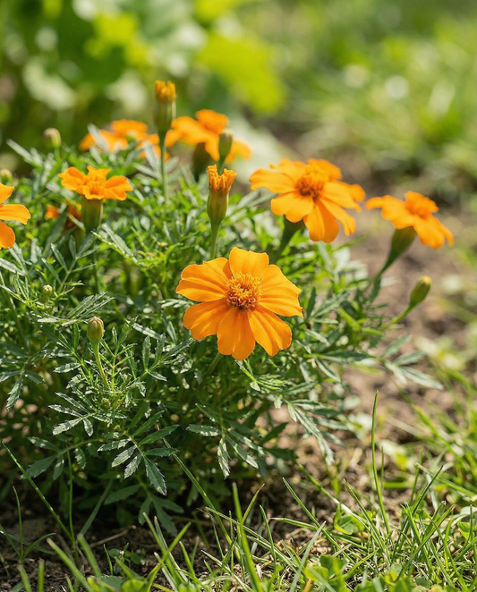 Orange Gem (Tagetes tenuifolia) – nasiona kwiatów jednorocznych od SeedsChoice