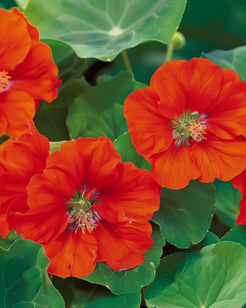 Nasiona nasturcji Scarlet Gleam (Tropaeolum majus) – jednoroczny kwiat