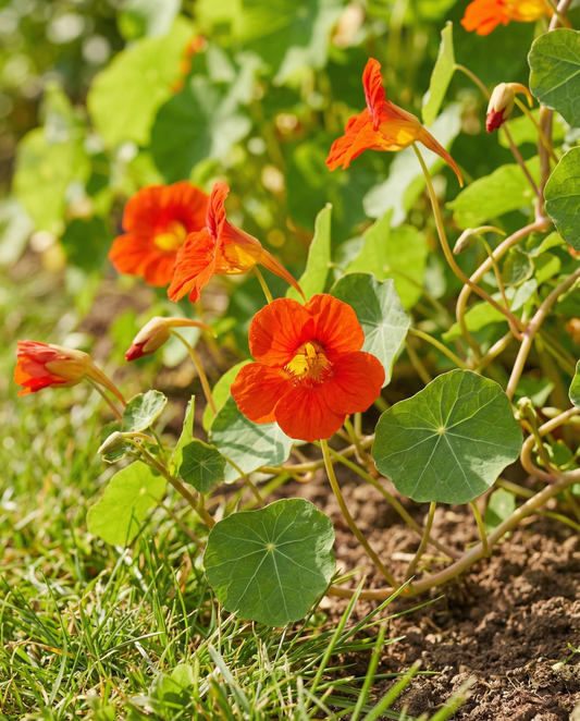 Nasturcja Scarlet Gleam (Tropaeolum majus) – nasiona jednorocznych kwiatów od SeedsChoice