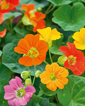 Nasturcja Tom Thumb Nasiona Tropaeolum Majus Jednoroczny Kwiat
