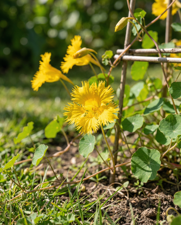 Canary Creeper Climber (Tropaeolum peregrinum) – nasiona jednorocznych pnączy od SeedsChoice
