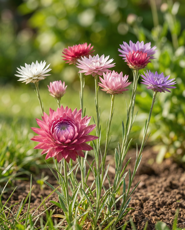Mixed Mix (Xeranthemum annuum) – nasiona jednorocznych kwiatów od SeedsChoice